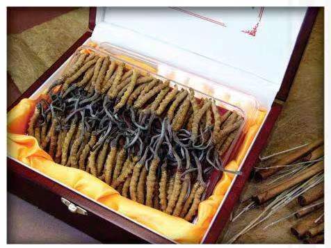 旺苍冬虫夏草回收